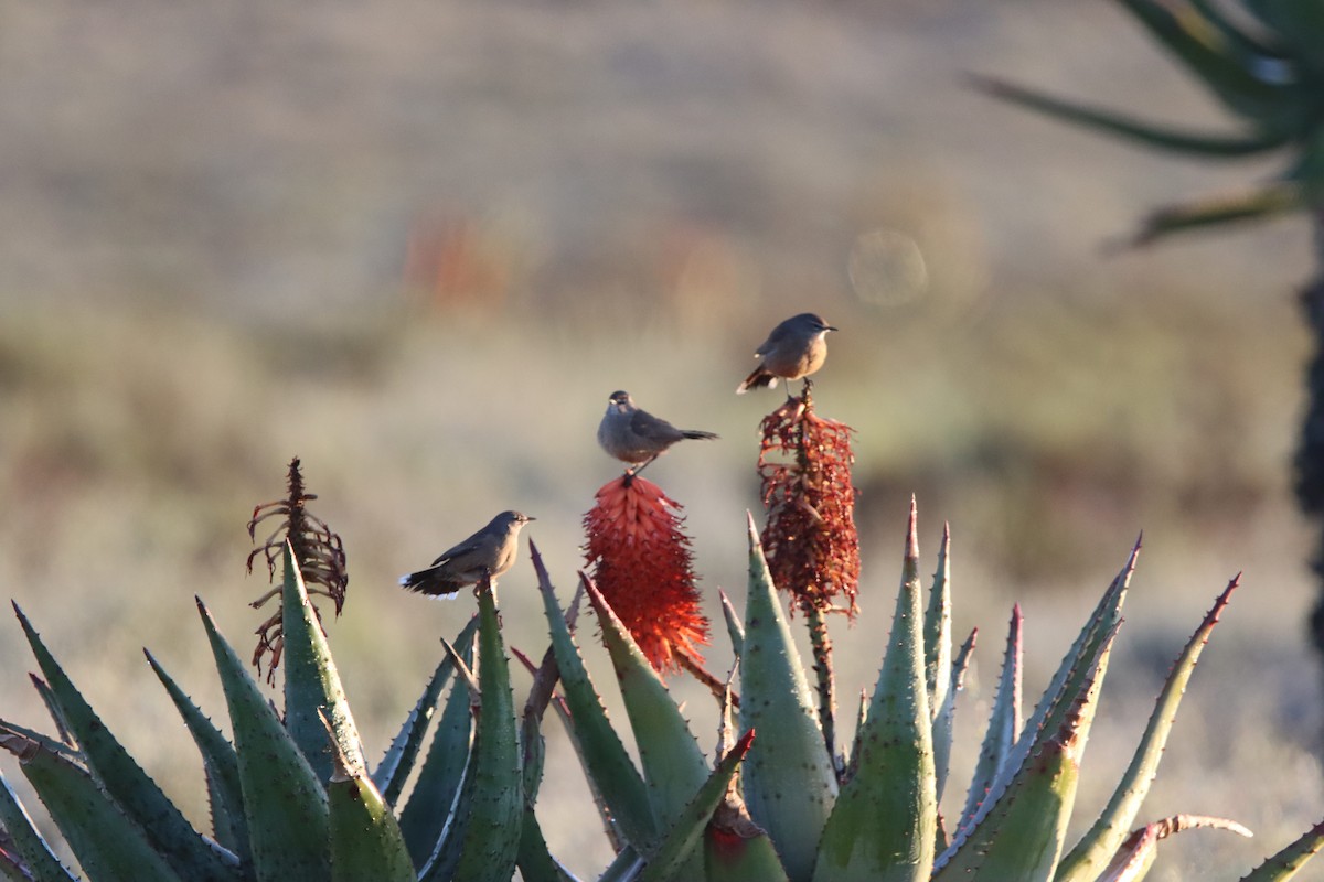 Karoo Scrub-Robin - ML638796718