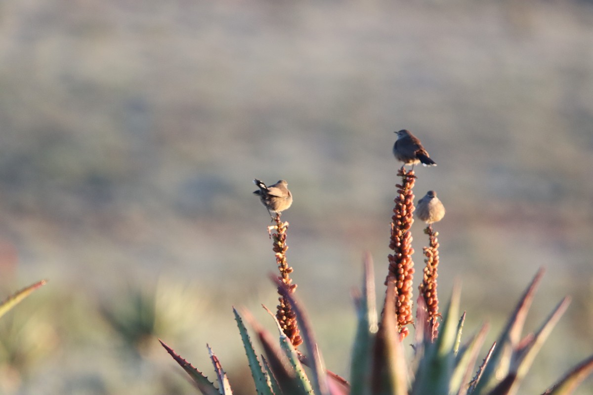 Karoo Scrub-Robin - ML638796719