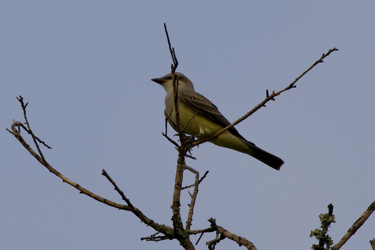 Western Kingbird - ML638796721