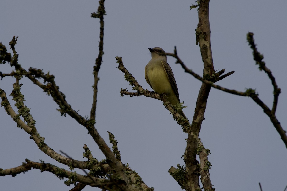 Western Kingbird - ML638796722
