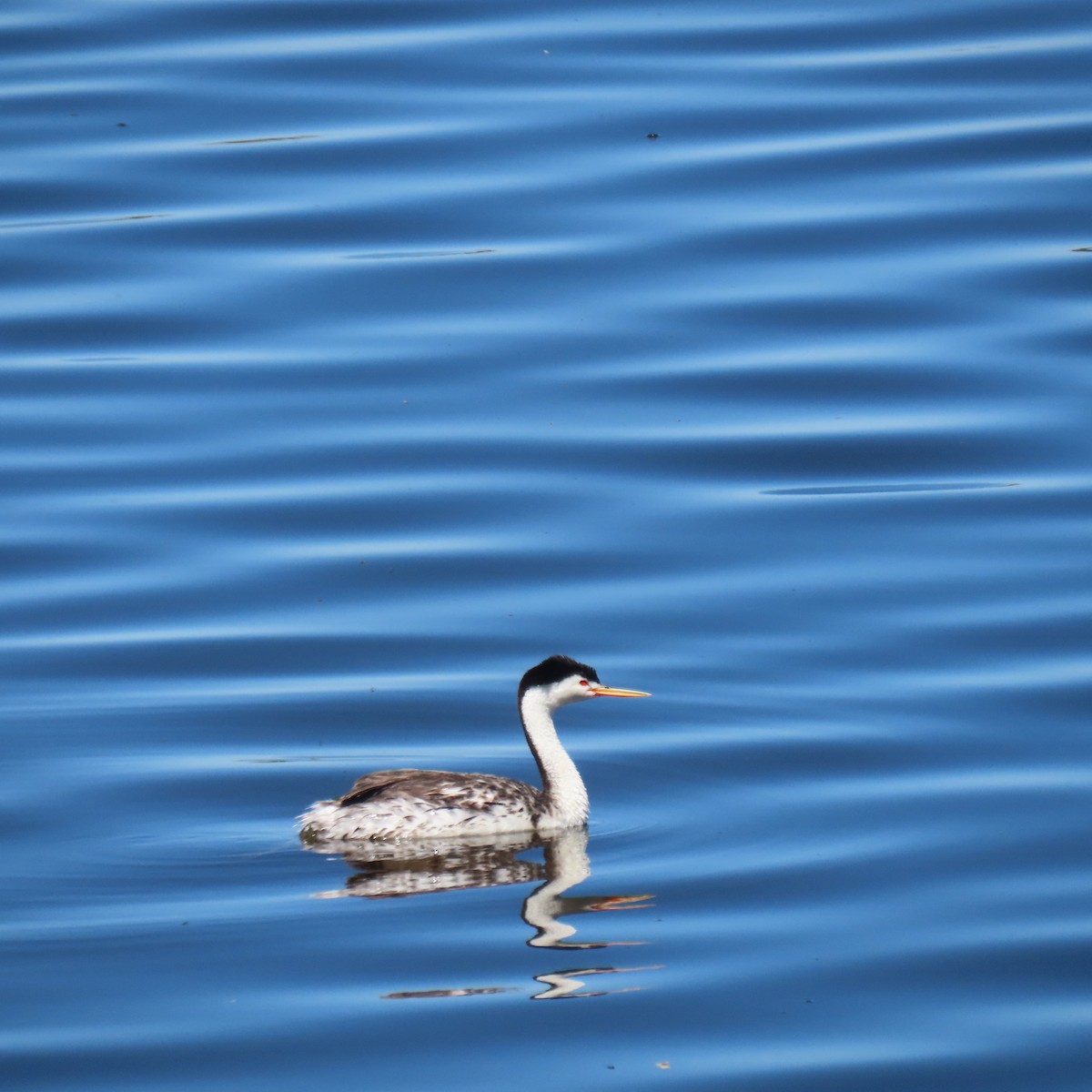 Clark's Grebe - ML638796730