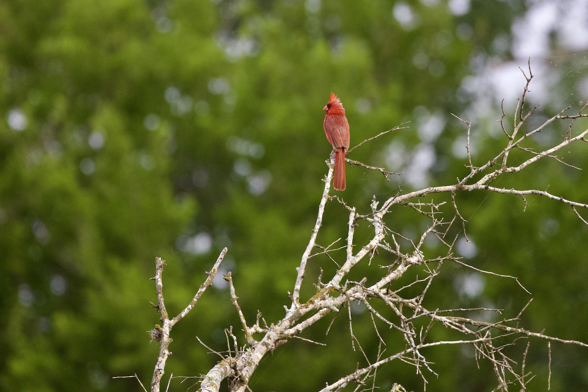 Northern Cardinal - ML638796739