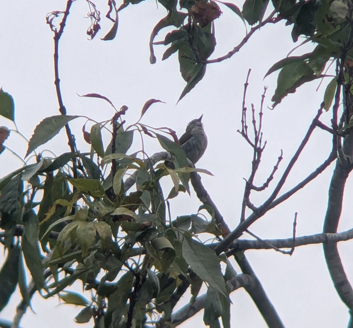 Tennessee Warbler - ML638796801