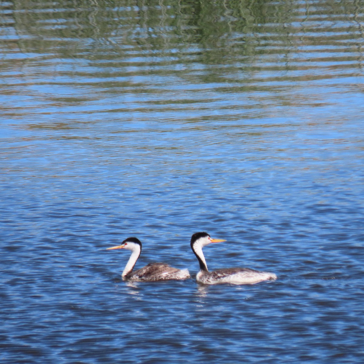 Clark's Grebe - ML638796824