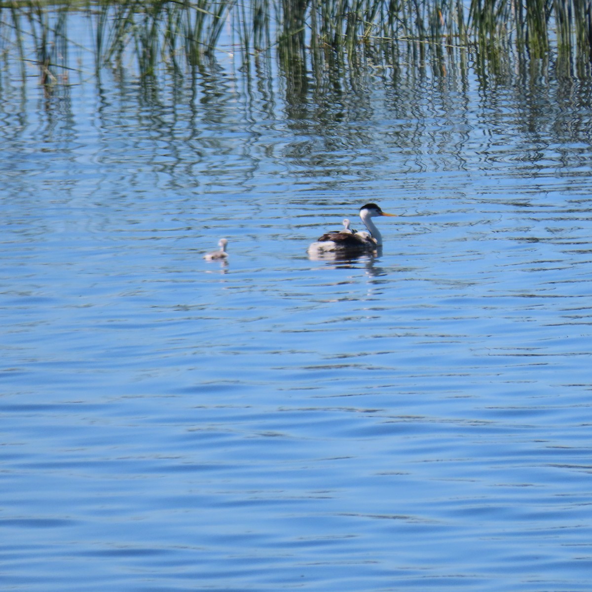 Clark's Grebe - ML638796831