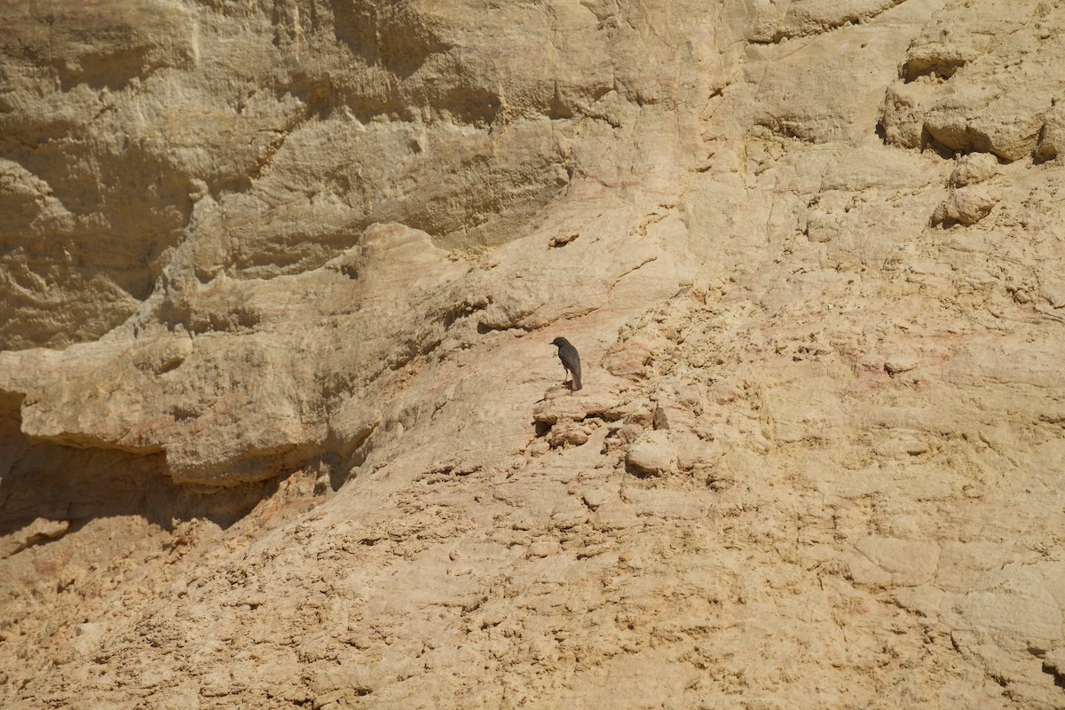 Black Redstart - ML638796868