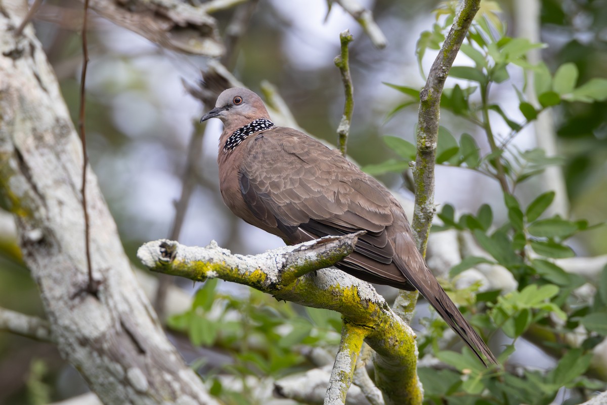 Spotted Dove - ML638796898