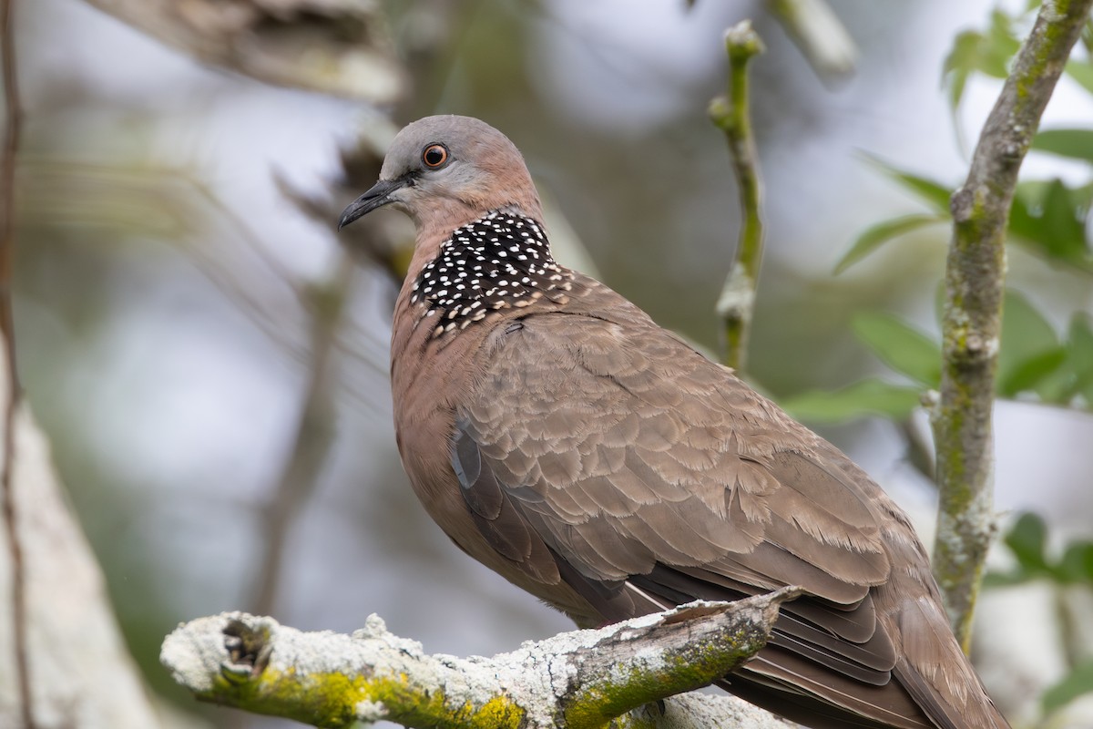 Spotted Dove - ML638796901