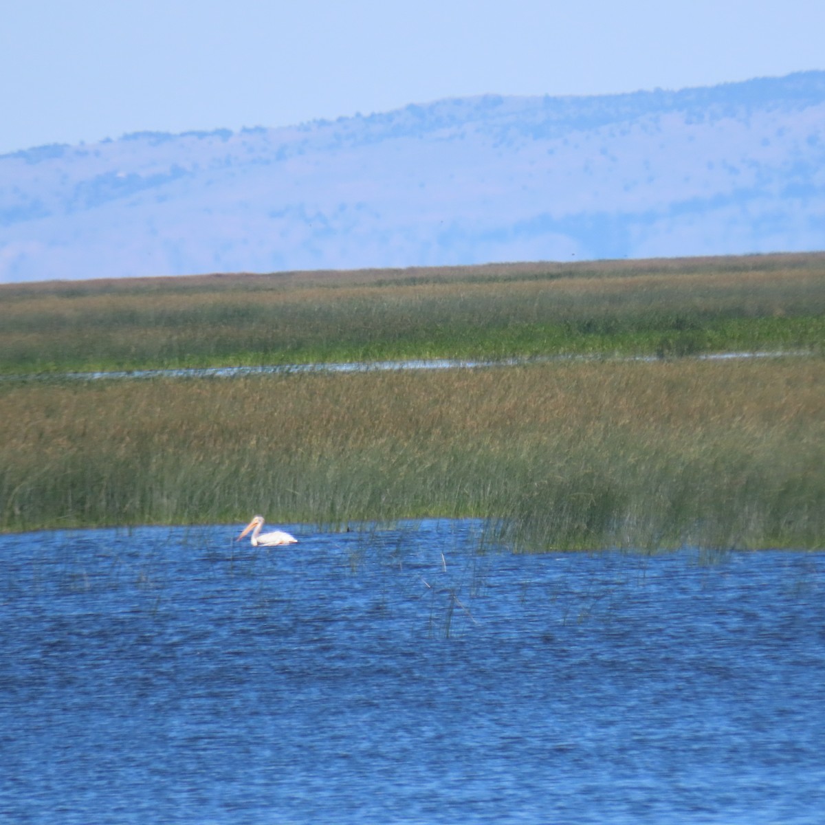 American White Pelican - ML638796914
