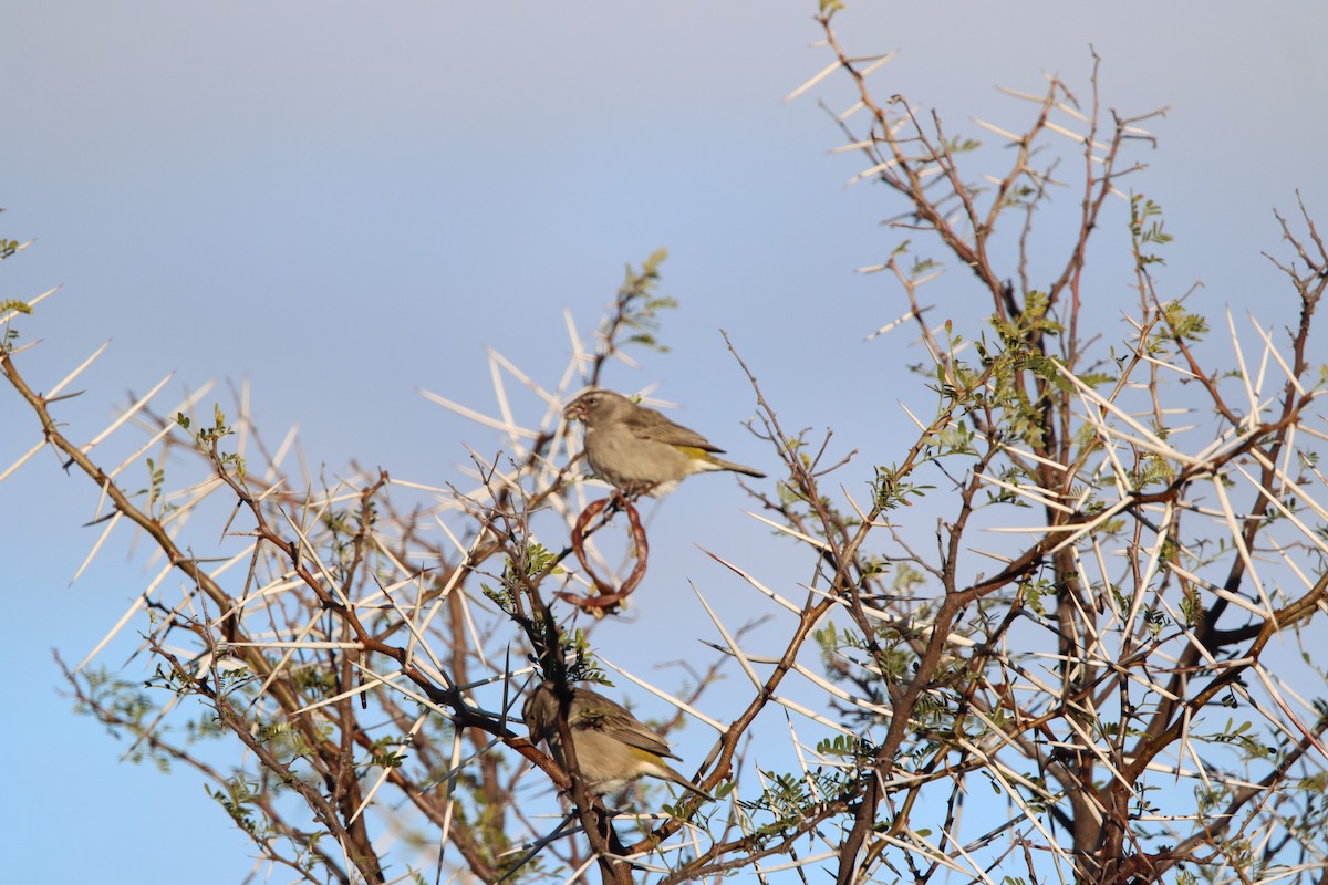 White-throated Canary - ML638796928
