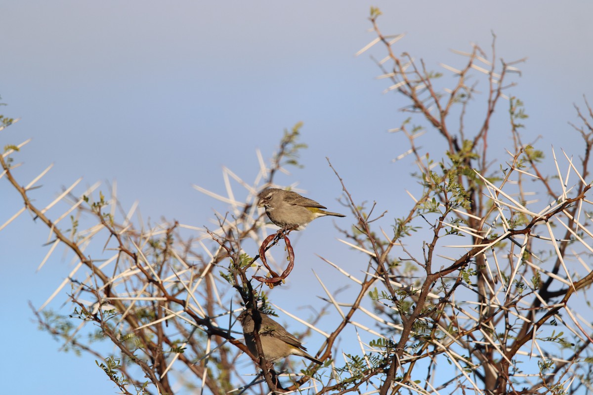 White-throated Canary - ML638796929