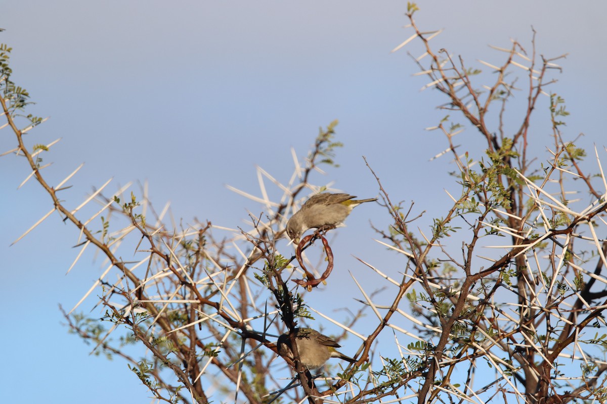 White-throated Canary - ML638796930