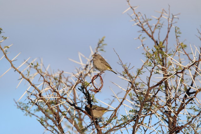 Canaries, Seedeaters & Buntings