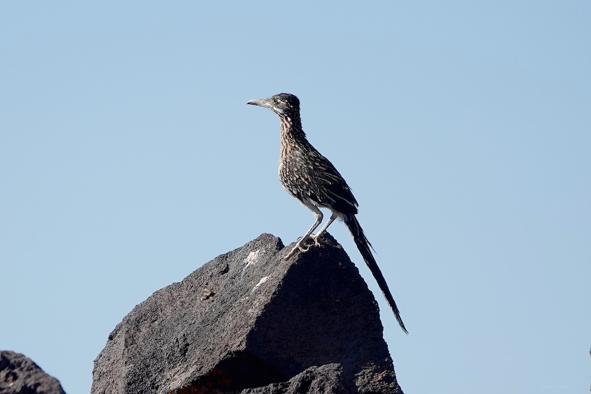 Greater Roadrunner - ML638796932