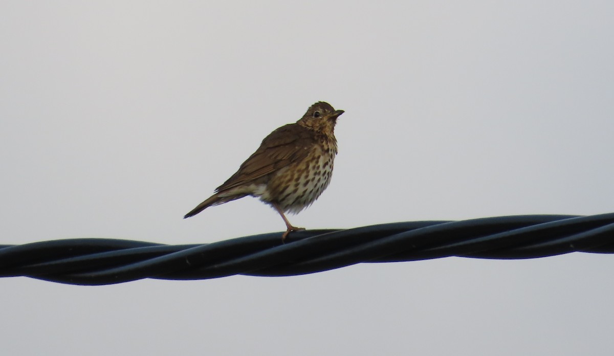 Song Thrush - ML638796944
