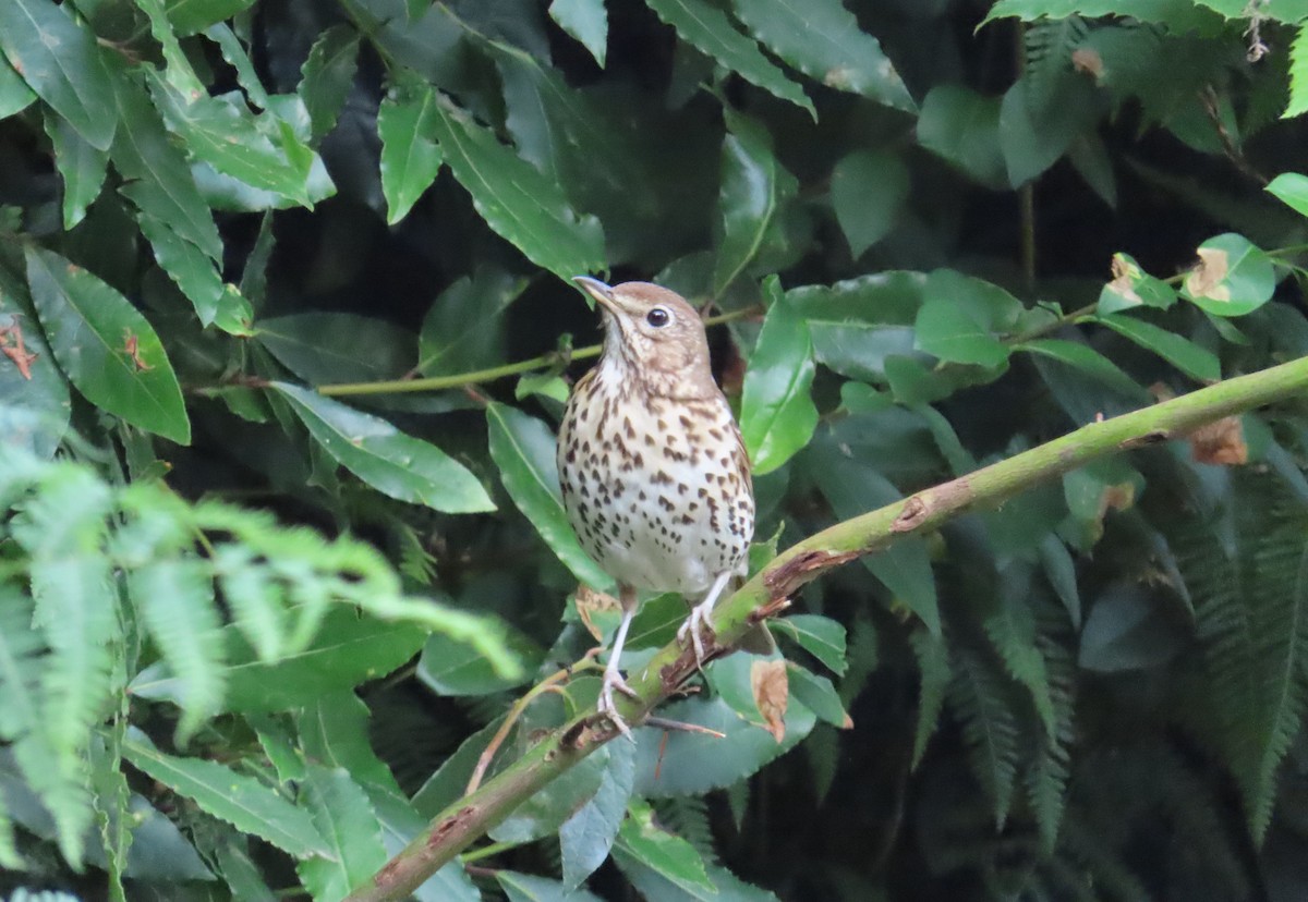 Song Thrush - ML638796946