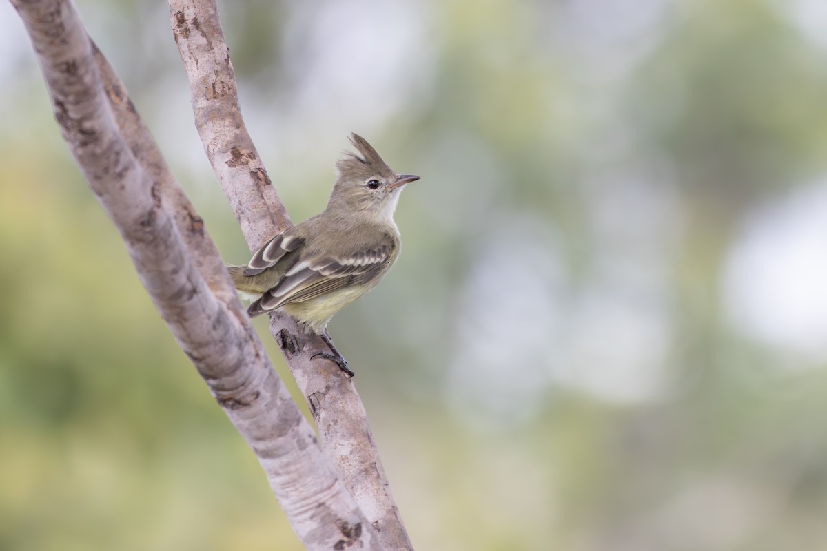 Plain-crested Elaenia - ML638796963