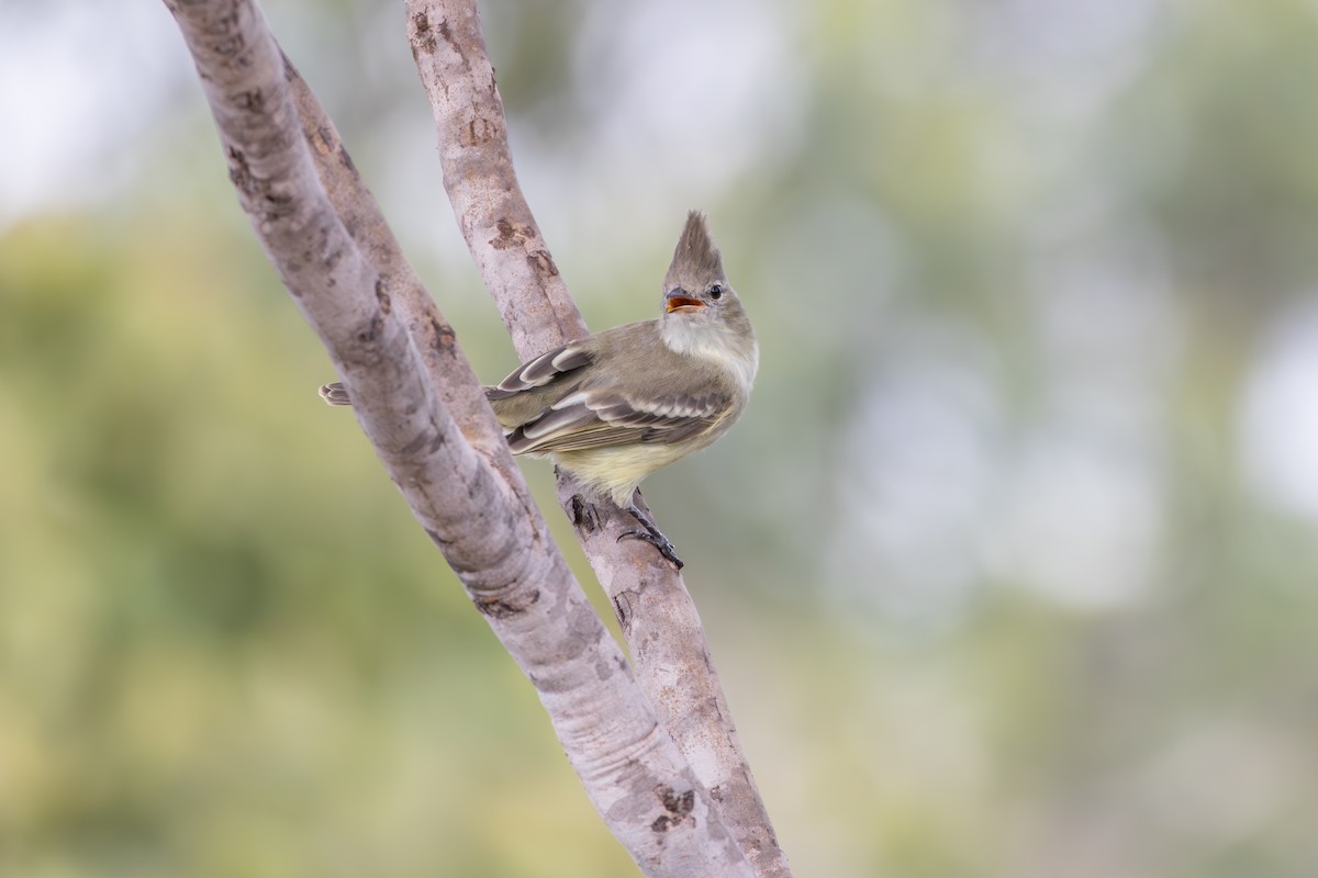 Plain-crested Elaenia - ML638796968