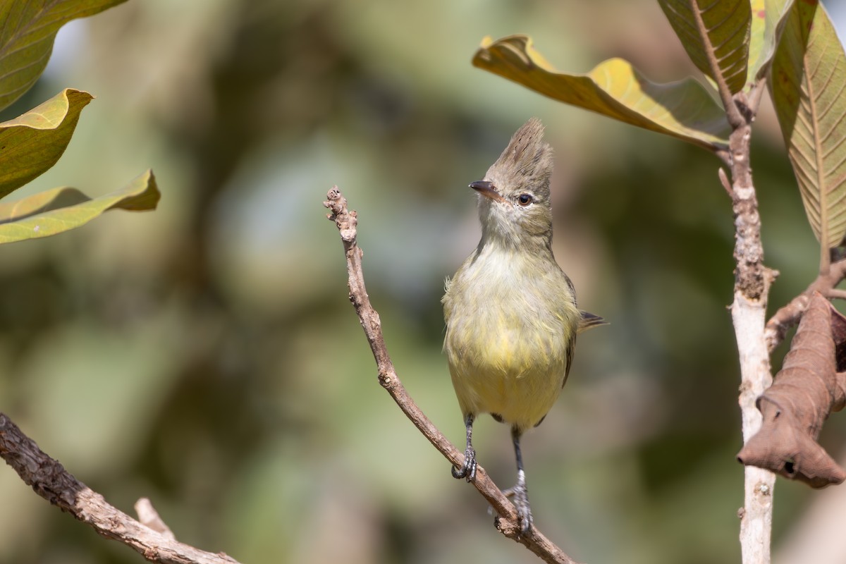 Plain-crested Elaenia - ML638796971