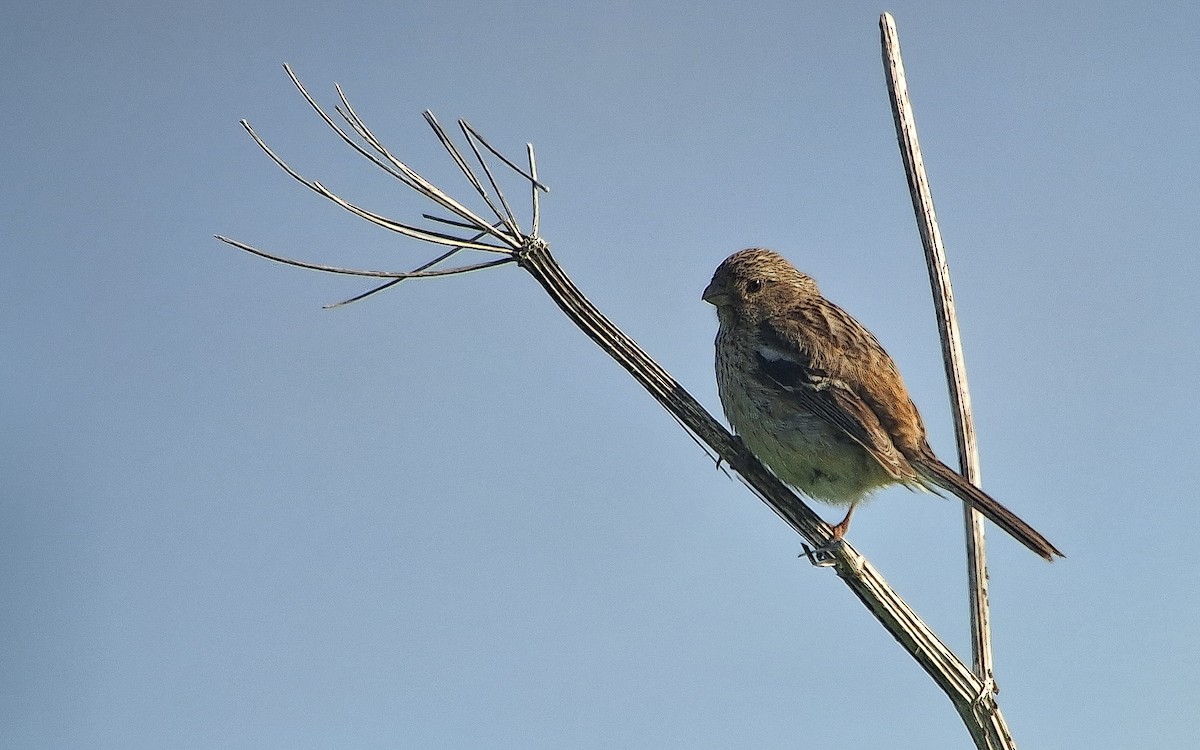 ベニマシコ（sibiricus グループ） - ML638796972
