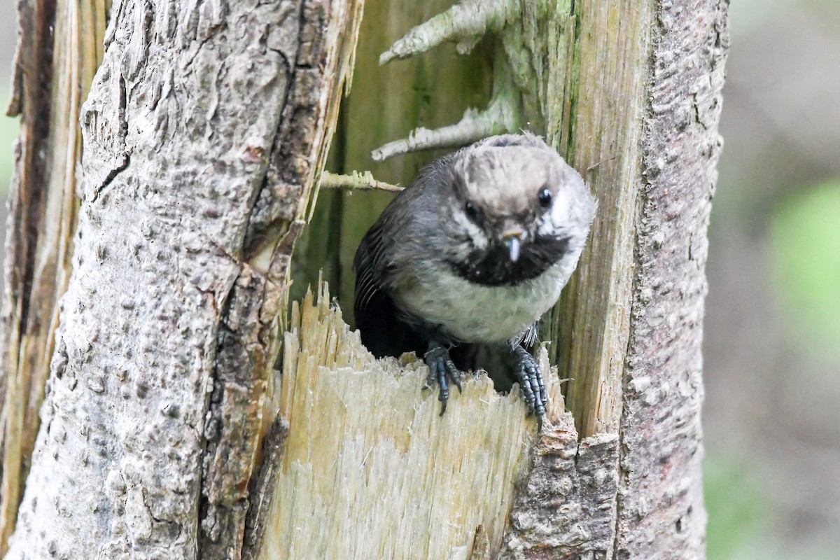 Boreal Chickadee - ML638797002