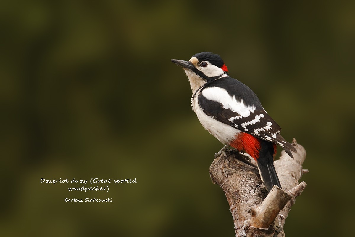 strakapoud velký - ML638797005