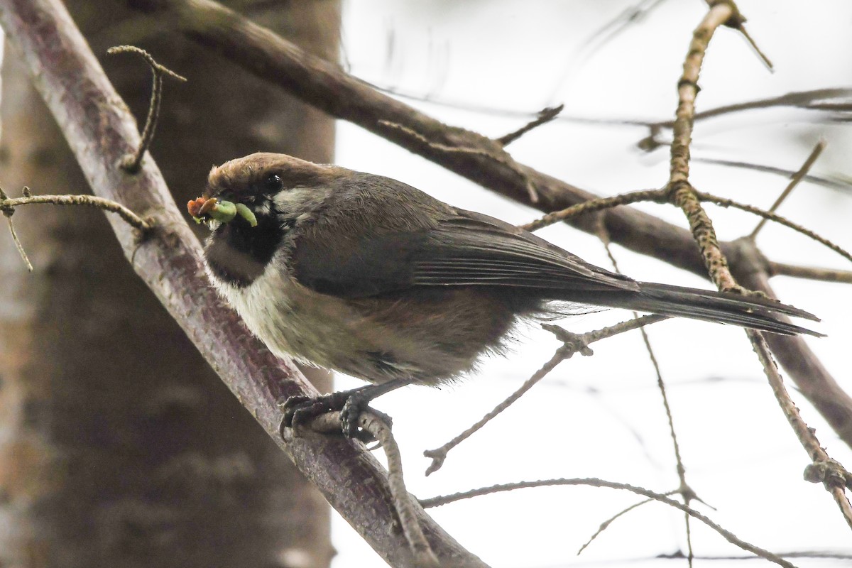 Boreal Chickadee - ML638797008