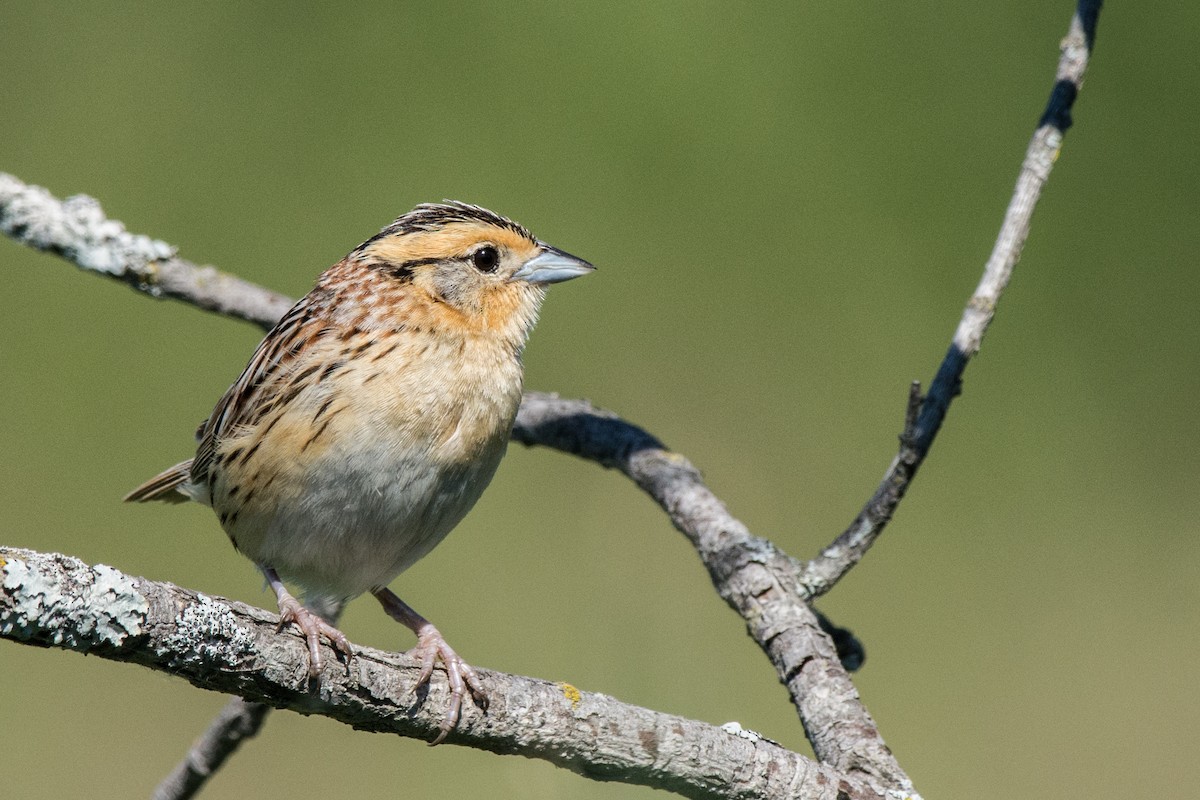 LeConte's Sparrow - ML638797033
