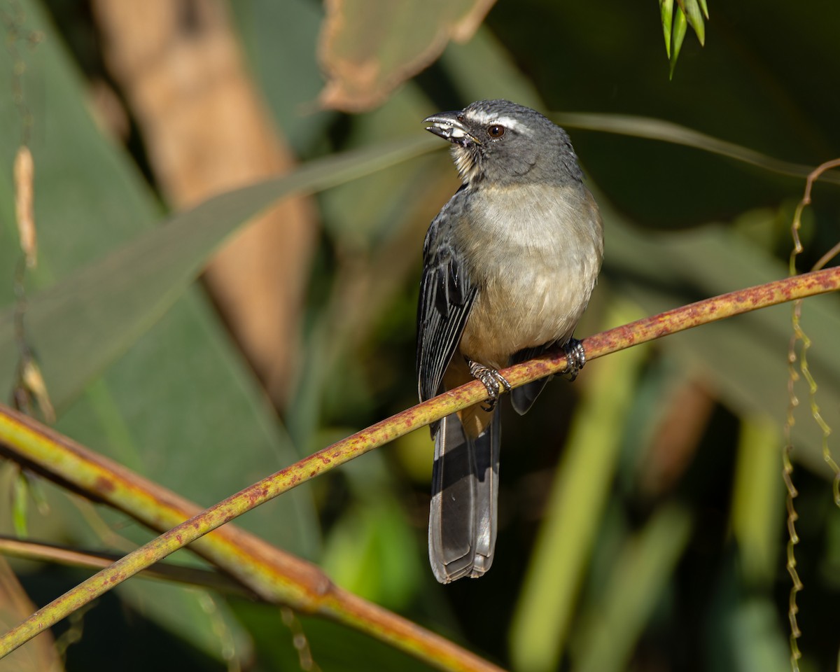 Bluish-gray Saltator - ML638797068