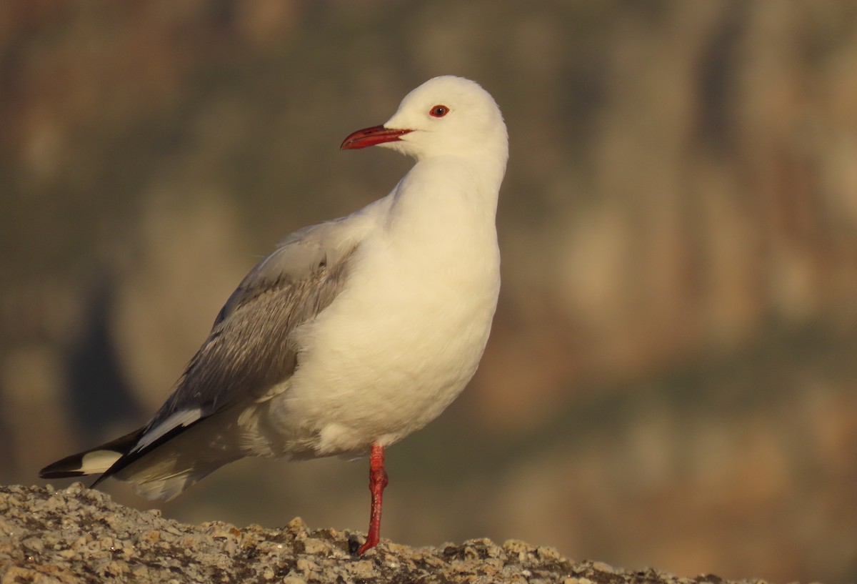 Hartlaub's Gull - ML638797142