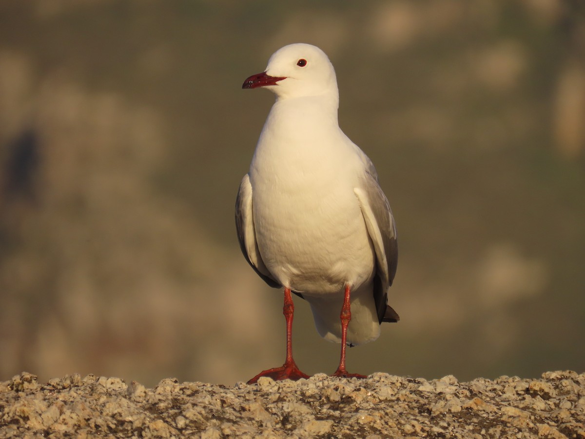 Hartlaub's Gull - ML638797143