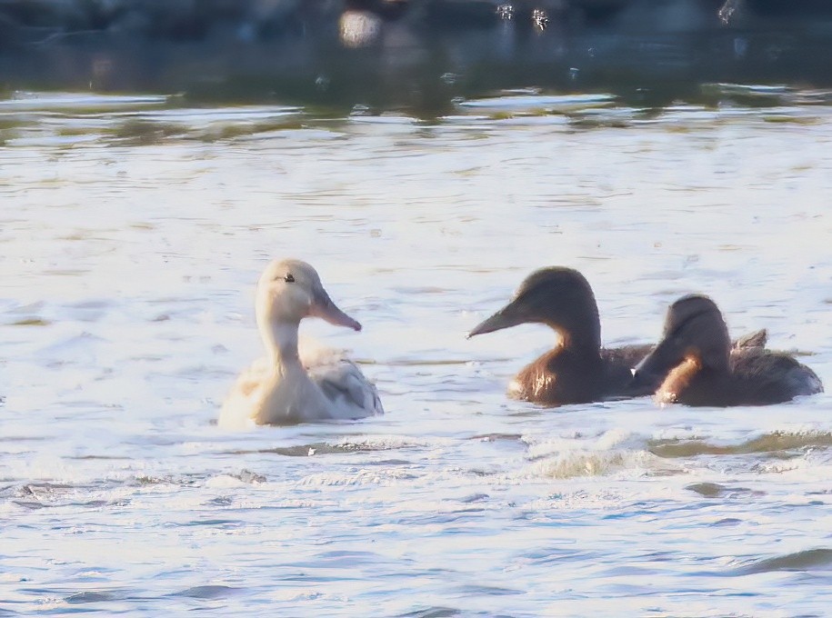 Mallard - ML638797193
