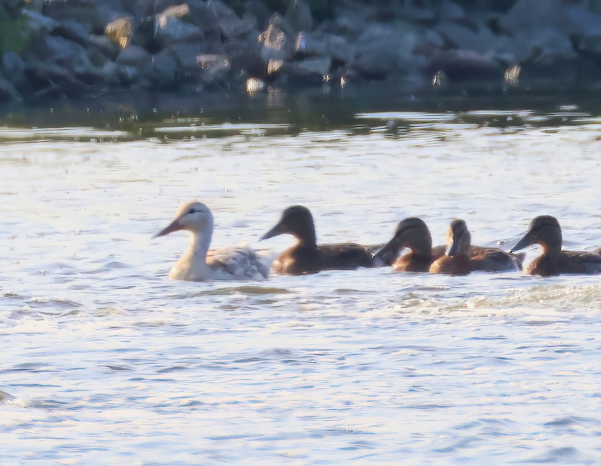 Mallard - ML638797194