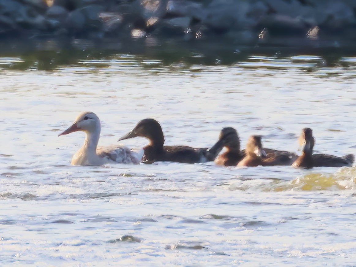 Mallard - ML638797195