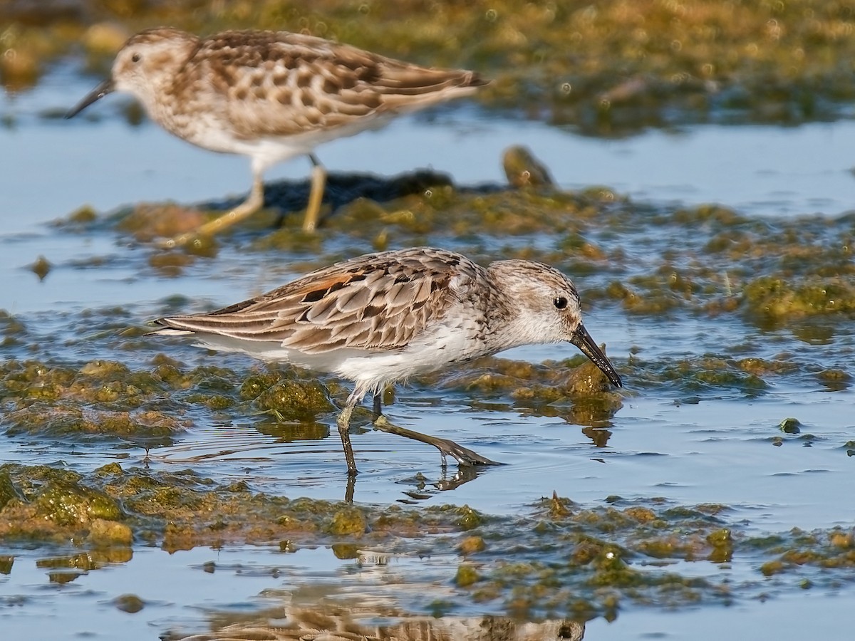 Western Sandpiper - ML638797294