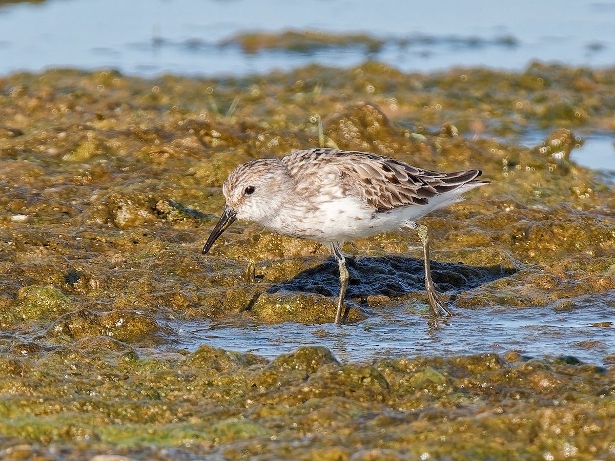 Western Sandpiper - ML638797296