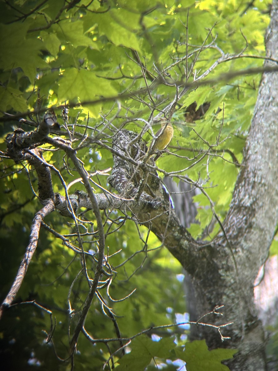 Summer Tanager - ML638797299