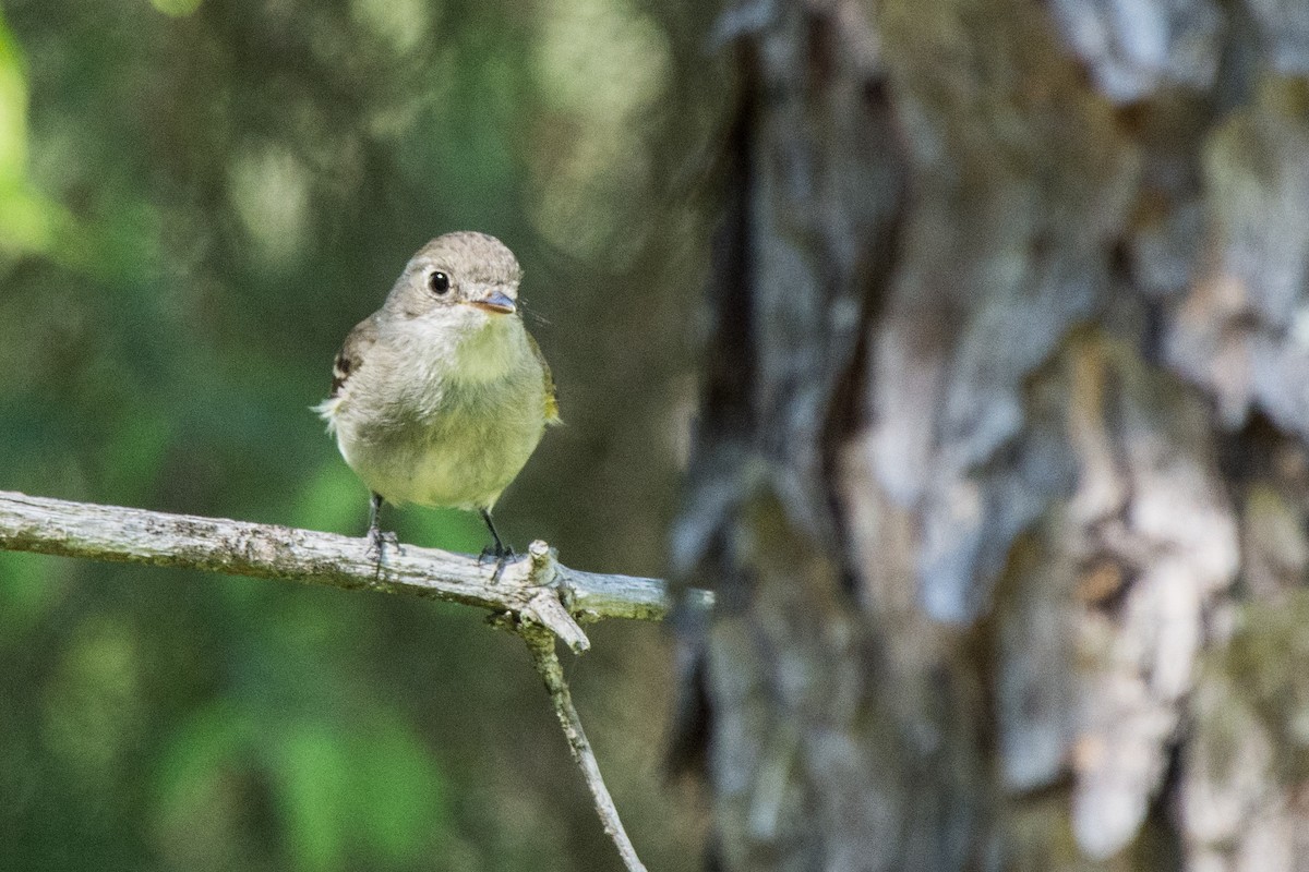 Least Flycatcher - ML638797302