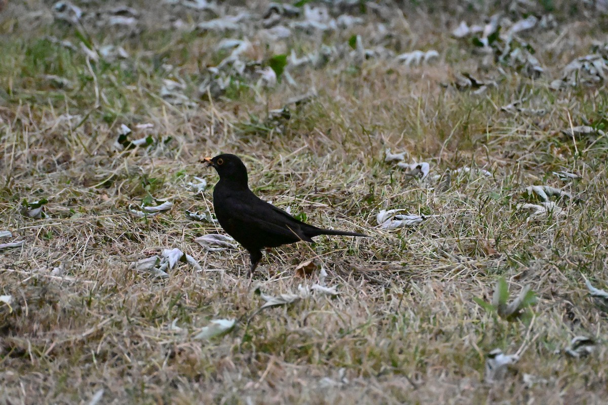 Чёрный дрозд - ML638797342