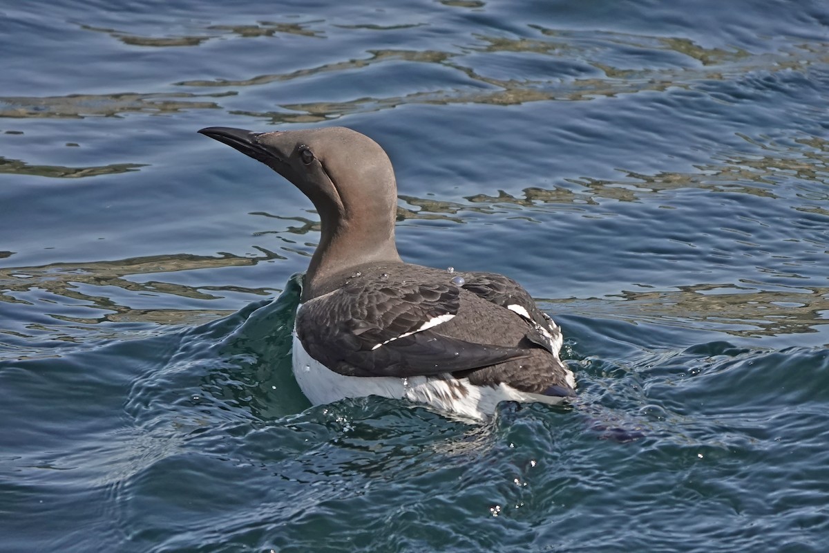 Common Murre - ML638797376