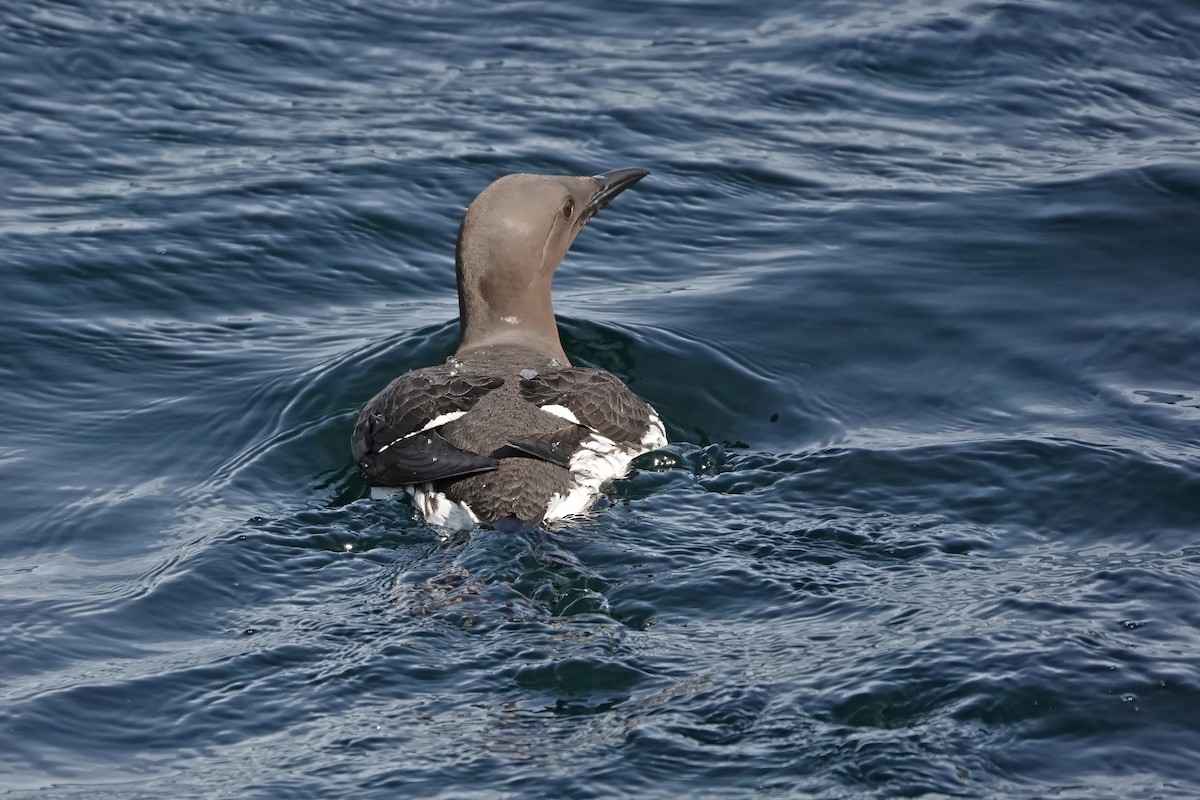 Common Murre - ML638797377