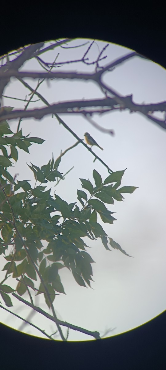 Great Tit - ML638797383