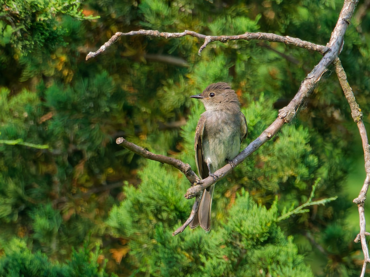 Eastern Phoebe - ML638797384