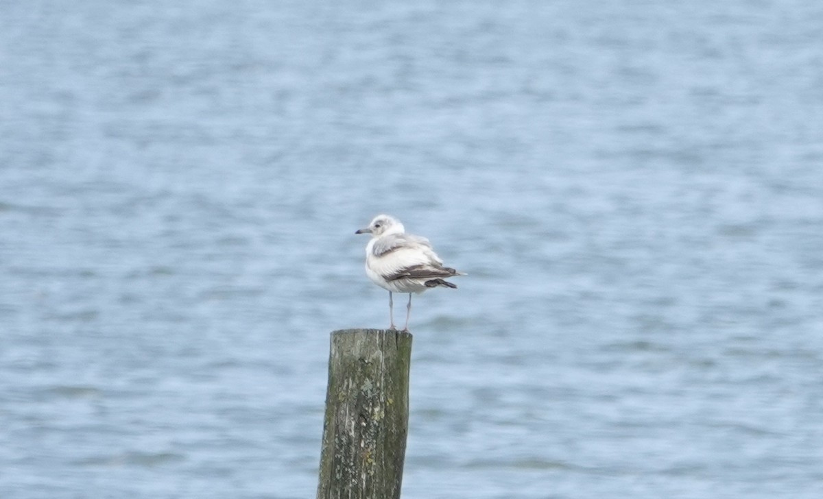 Common Gull - ML638797385