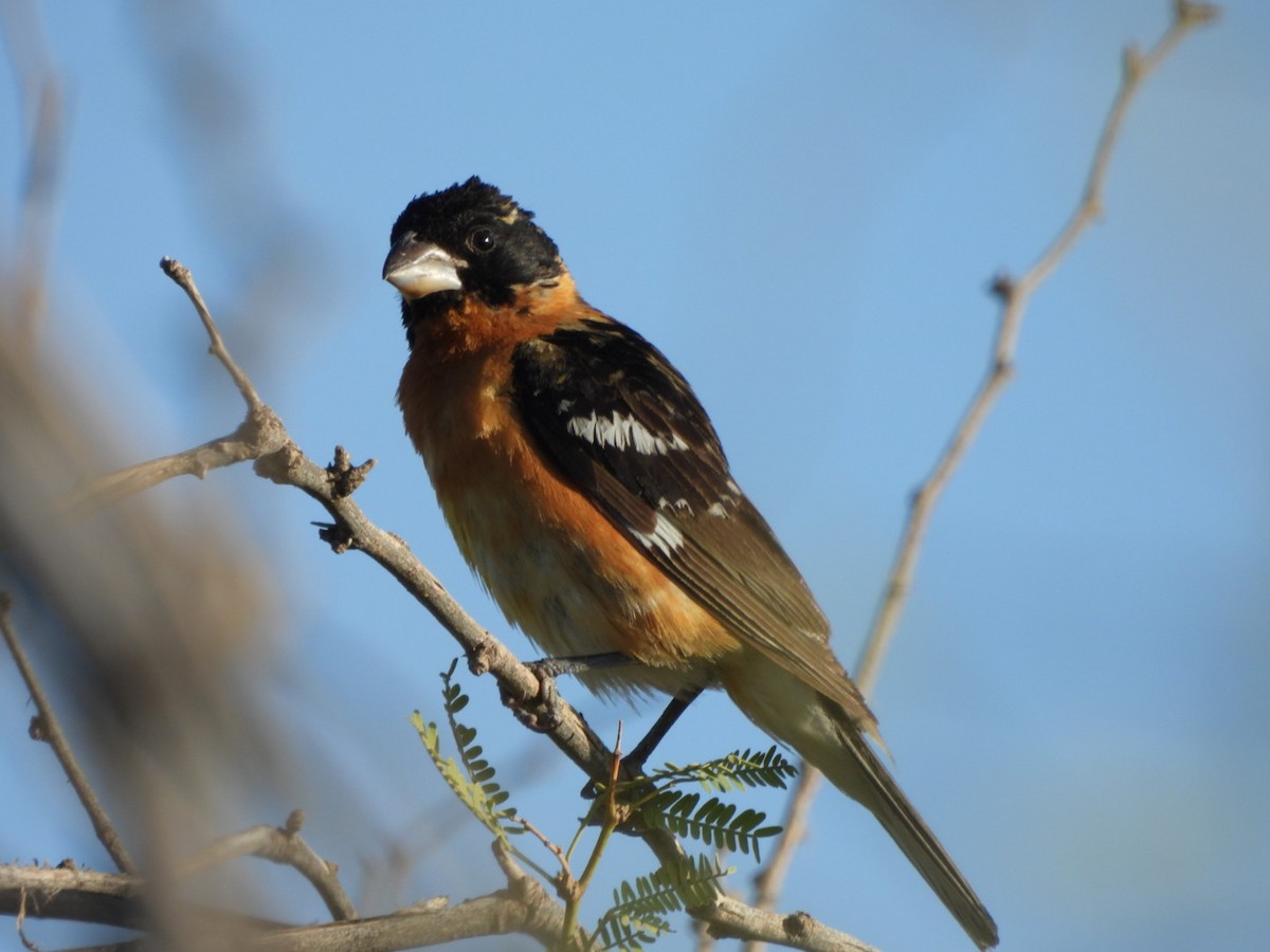 Black-headed Grosbeak - ML638797386