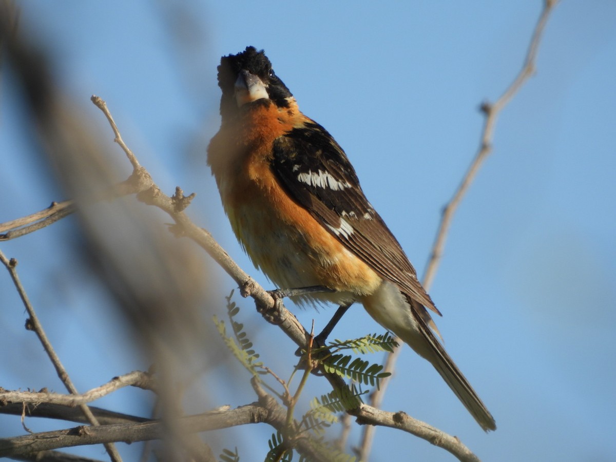 Black-headed Grosbeak - ML638797388
