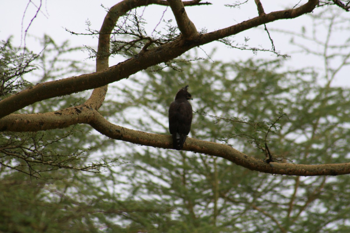 Long-crested Eagle - ML638797390