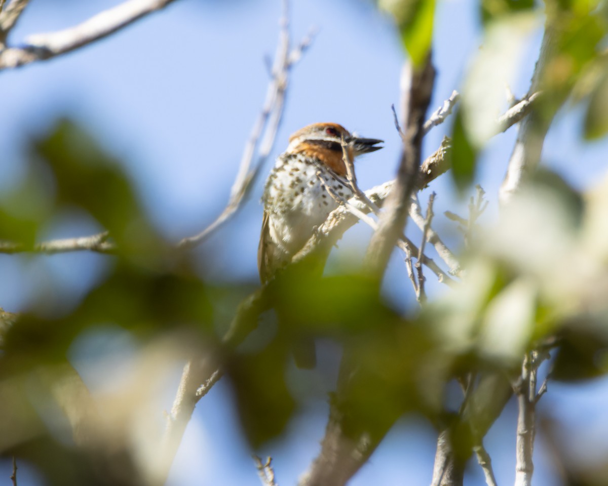 Spotted Puffbird - ML638797392