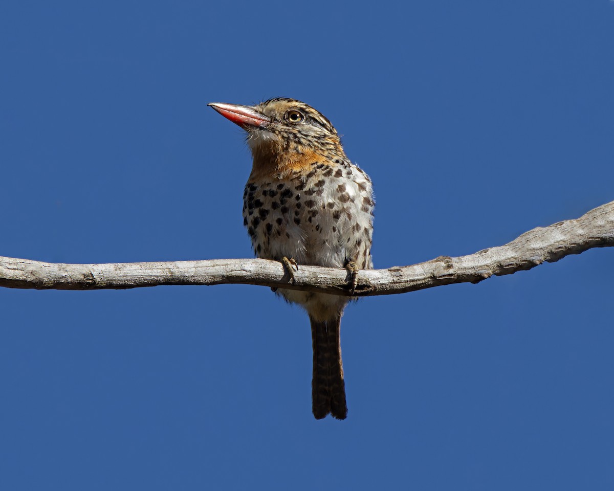 Spot-backed Puffbird (Spot-backed) - ML638797393
