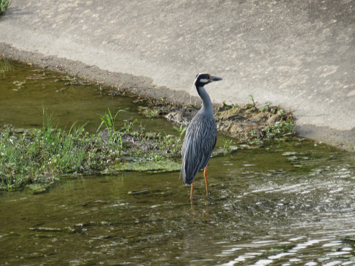 Yellow-crowned Night Heron - ML638797394